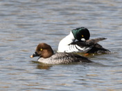 Pair of Goldeneyes