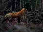 Red Fox spying on potential prey