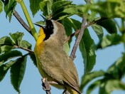 Yellow Throat