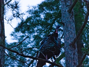 Tom Turkey