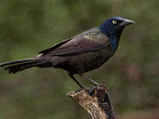 Common Grackle