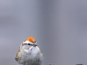 Chipping Sparrow