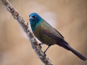 Common Grackle
