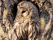Barred Owl