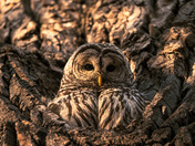 Barred Owl