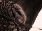 Barred Owl