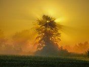 In the morning light