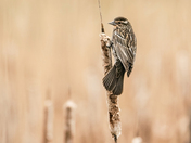 Red-winged Blackbird
