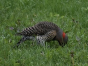Northern Flicker