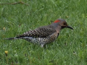 Northern Flicker