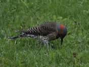Northern Flicker