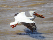 Pelican in Flight