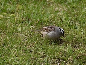 White Crowned Sparrow