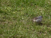 White Crowned Sparrow