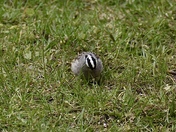 White Crowned Sparrow