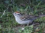 Chipping Sparrow 