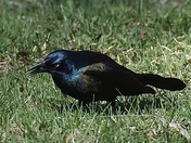 Common Grackle