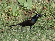Common Grackle