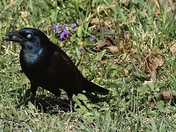 Common Grackle