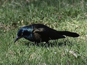 Common Grackle