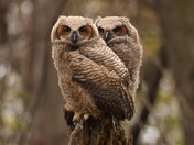 Great horned owlets showing off!