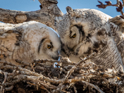 A mama owl and owlet share a sweet moment