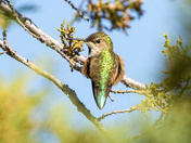 Puffed Up