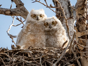 Owlet siblings 