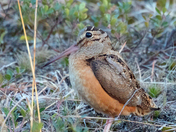Woodcock