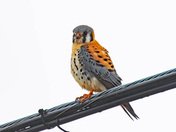 American Kestrel