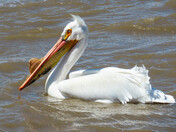 White Pelican
