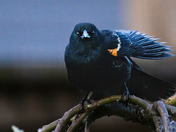 Red-winged Blackbird