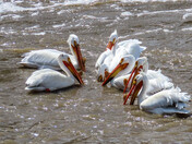 A Pod of Pelicans