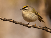 Gold Crowned Kinglet