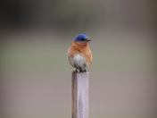 Eastern bluebird 
