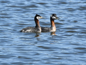 Mated pair