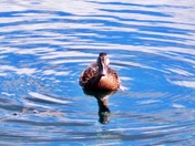 A Beautiful Mallard
