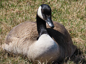 Canada Goose