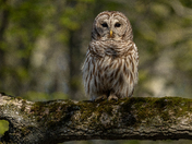 Barred Owl