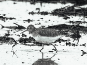 Solitary Sandpiper B&W
