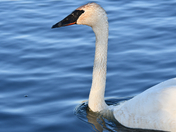 Trumpeter By The Dock
