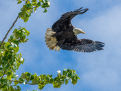 Tree Top Launch 