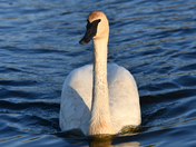 Trumpeter By The Dock