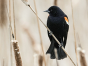 Red-winged Blackbird