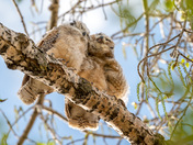 Great Horned Owl Fledgling