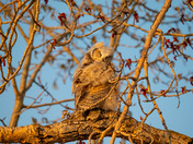 Great Horned Owl Fledgling