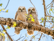 Great Horned Owl Fledgling