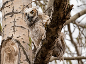 Great Horned Owl Fledgling