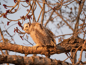 Great Horned Owl Fledgling