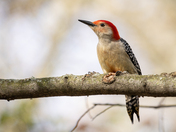 Red Bellied Woodpecker